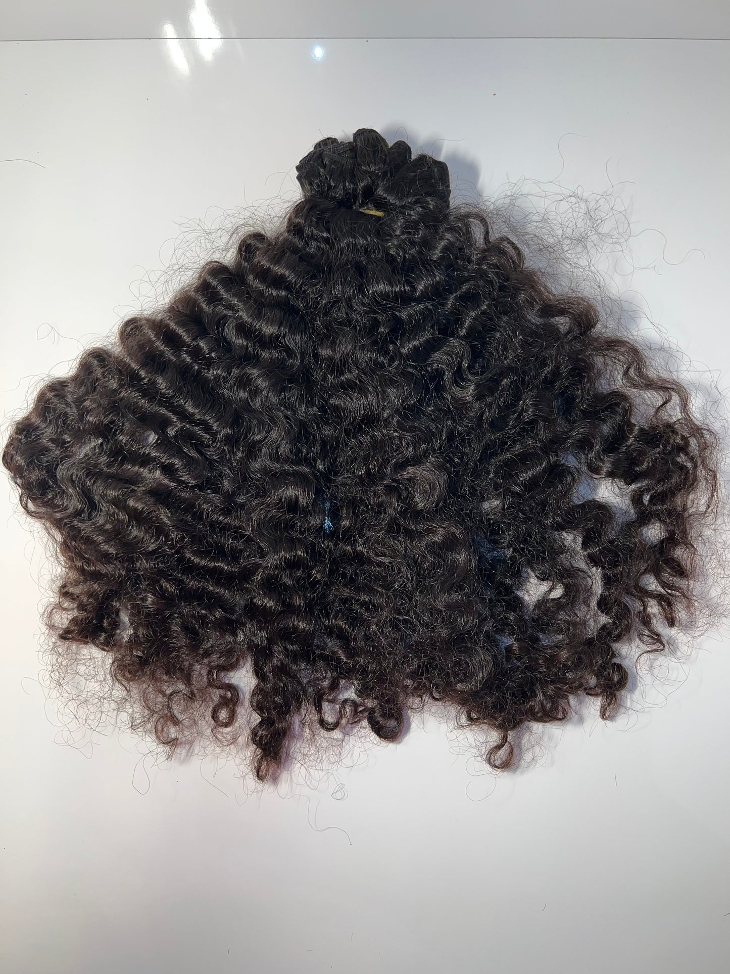 Burmese Curly